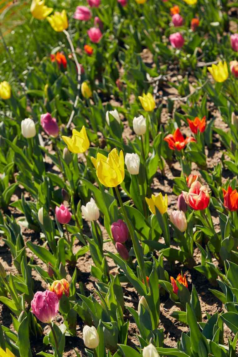 Bed of colorful tulips in pink, yellow, red, and white blooming in spring