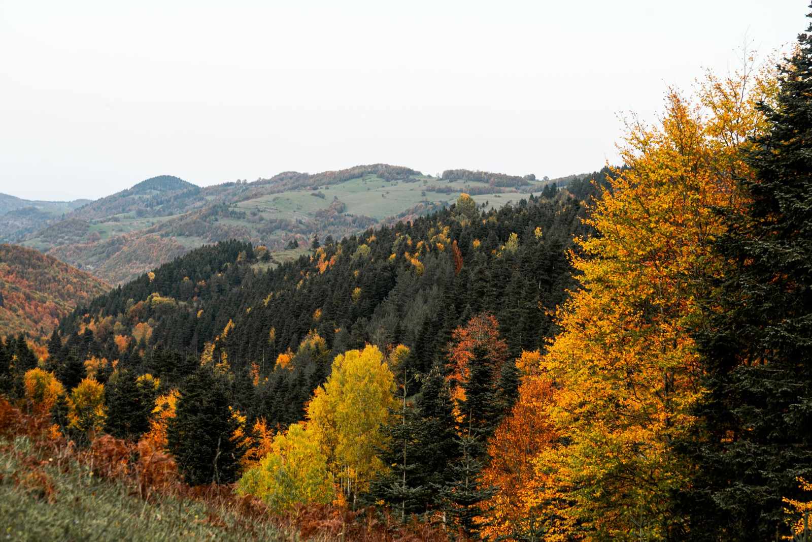 Rolling hills covered in autumn forest in shades of gold, orange and green under a pale sky.