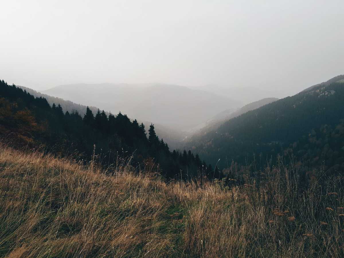 Misty layered mountain ridges and a forested valley fading into fog, with dry grasses in the foreground