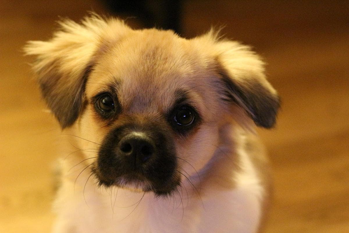 Close-up portrait of a small fluffy puppy looking directly at the camera at eye level