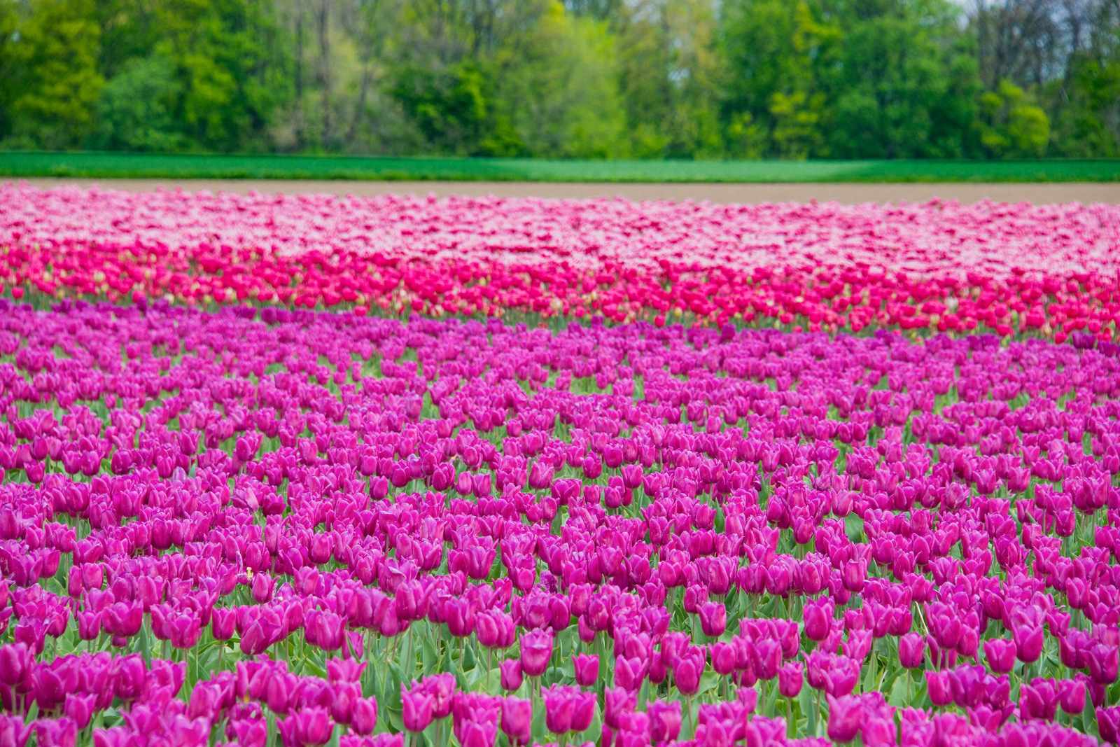 Rows of magenta and pink tulips in full spring bloom stretching toward a line of fresh green trees.