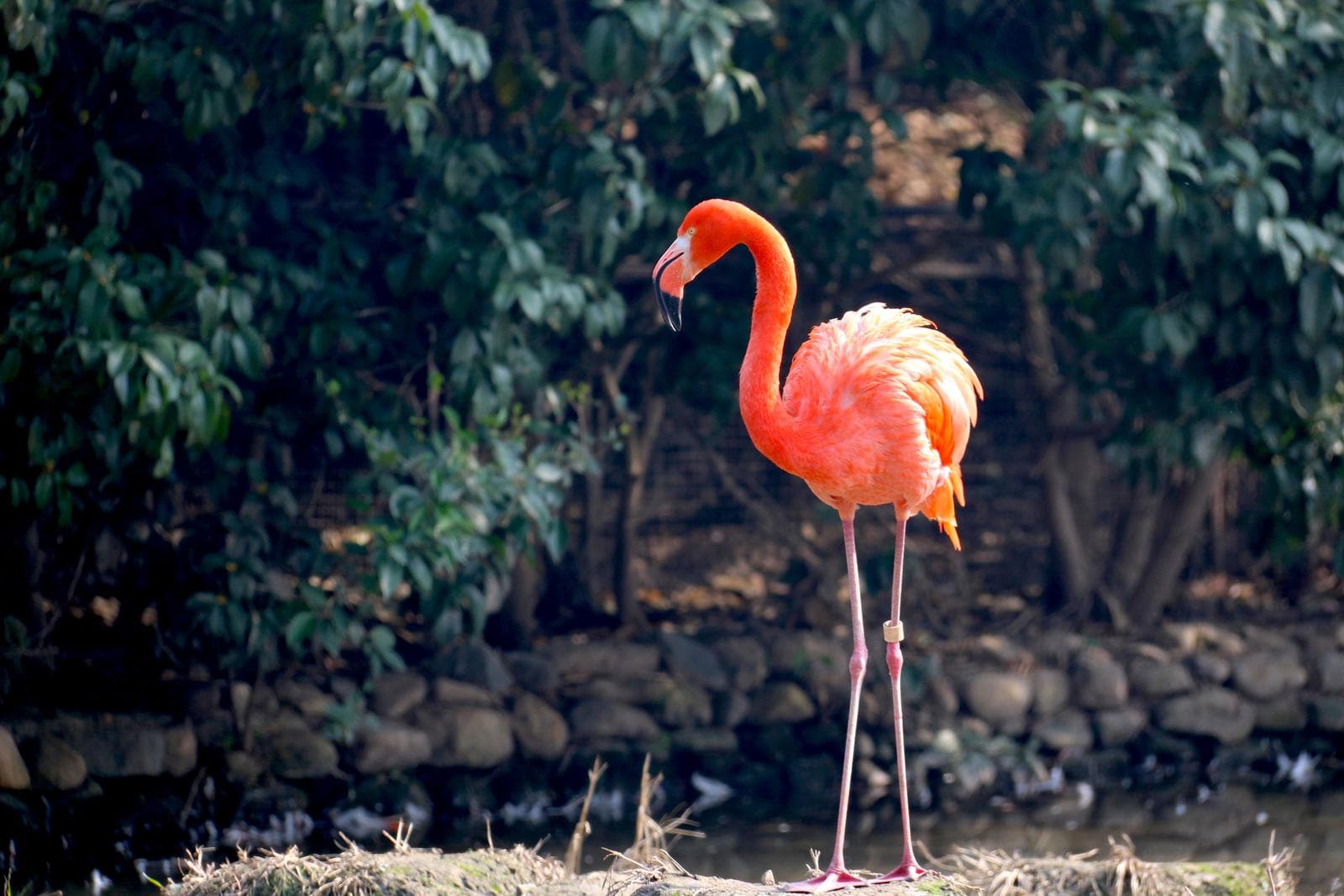 A vibrant orange American flamingo standing on long pink legs beside water, with dark green foliage behind it