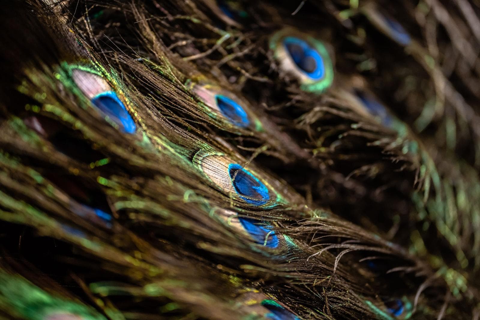 Close-up of iridescent peacock tail feathers with vivid blue and green eye spots.