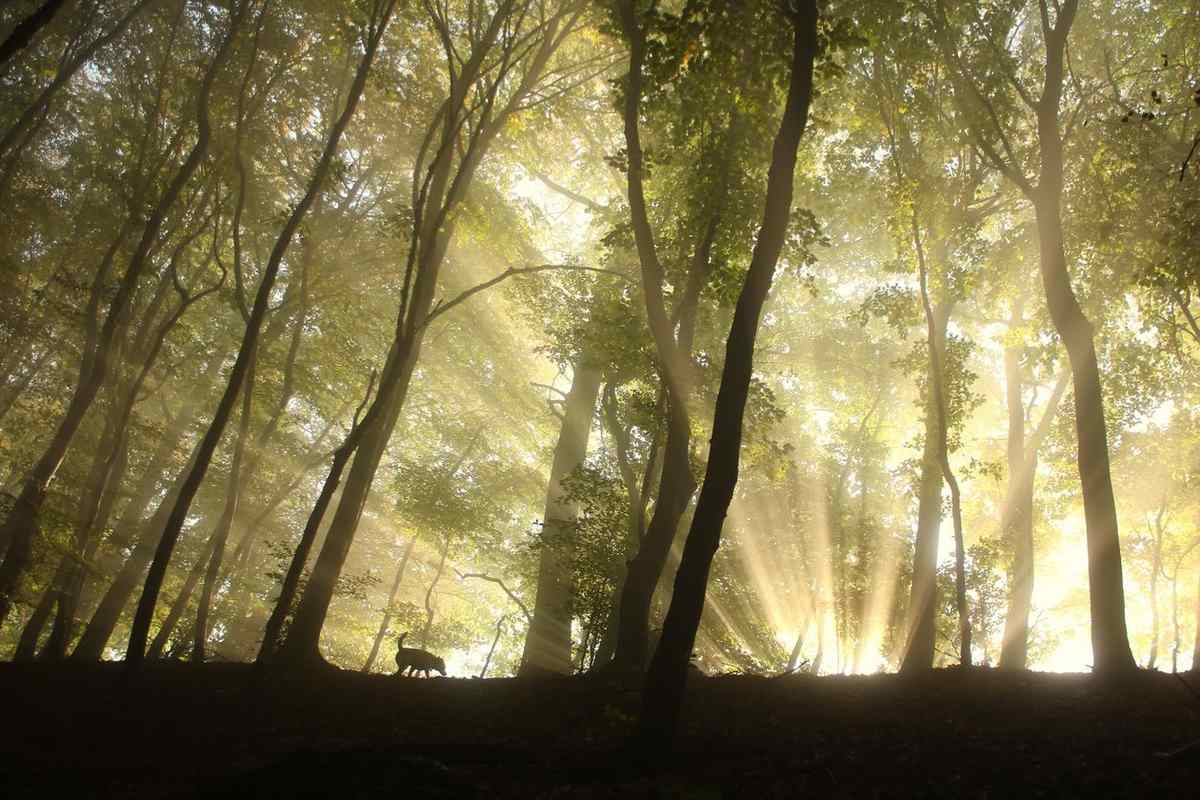 Sunbeams shining through the green canopy of a forest, silhouetting the tree trunks