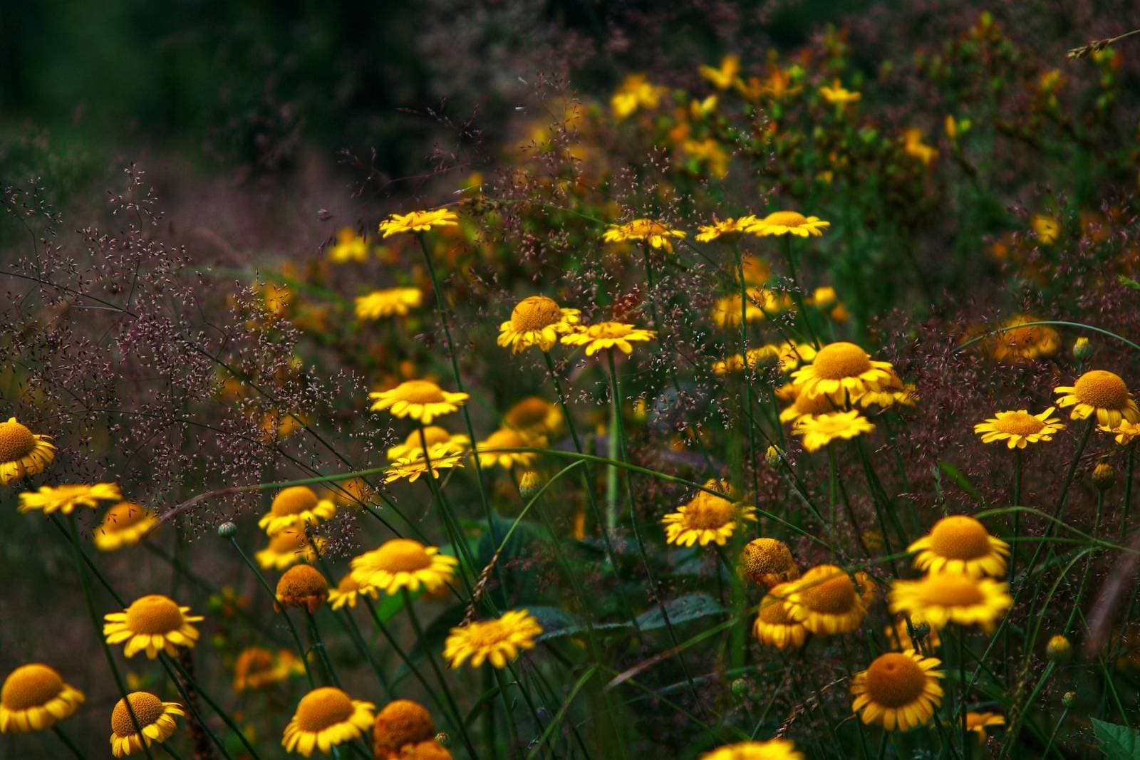 Yellow wildflowers blooming among tall grasses in a lush green meadow.